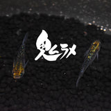 【稚魚】鬼ラメ(おにらめ) 指宿(いぶすき)メダカ 稚魚10匹