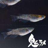 【稚魚】鬼ラメ(おにらめ) 指宿(いぶすき)メダカ 稚魚10匹