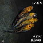 【稚魚】サボラメ(さぼらめ) 指宿(いぶすき)メダカ 稚魚10匹