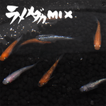 ラメメダカMIX(らめめだかみっくす) 指宿(いぶすき)メダカ 成魚10匹