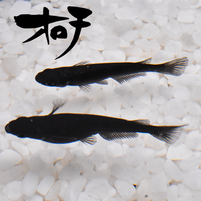 稚魚】オロチ(おろち) 指宿(いぶすき)メダカ 稚魚10匹 – いぶき | 指宿 稚魚】オロチ(おろち) 指宿(いぶすき)メダカ 稚魚10匹 – いぶき | 指宿