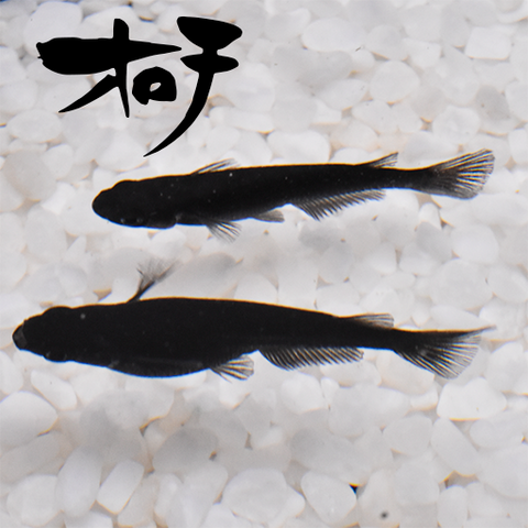 【稚魚】オロチ(おろち) 指宿(いぶすき)メダカ 稚魚10匹