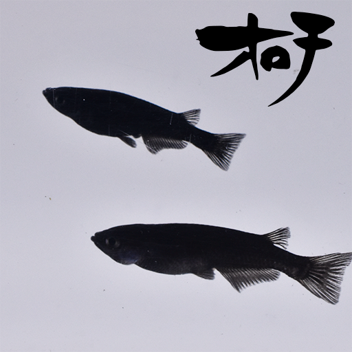 稚魚】オロチ(おろち) 指宿(いぶすき)メダカ 稚魚10匹 – いぶき | 指宿 稚魚】オロチ(おろち) 指宿(いぶすき)メダカ 稚魚10匹 – いぶき | 指宿
