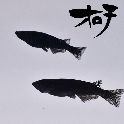 オロチ(おろち) 指宿(いぶすき)メダカ 成魚5匹