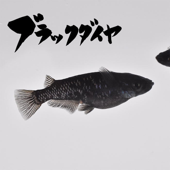 ブラックダイヤ(ぶらっくだいや) 指宿(いぶすき)メダカ 成魚10匹