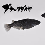 【稚魚】ブラックダイヤ(ぶらっくだいや) 指宿(いぶすき)メダカ 稚魚10匹