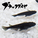 ブラックダイヤ(ぶらっくだいや) 指宿(いぶすき)メダカ 成魚5匹