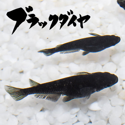 ブラックダイヤ(ぶらっくだいや) 指宿(いぶすき)メダカ 成魚10匹