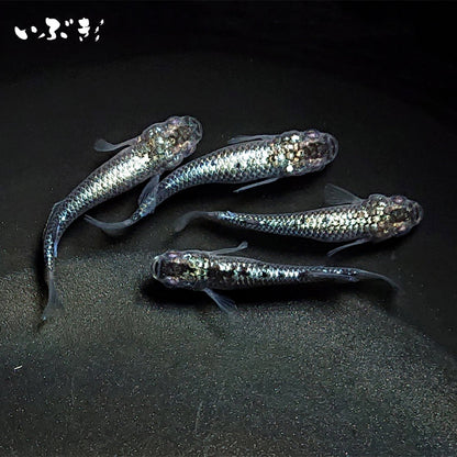 【稚魚】ブラックダイヤ上見強ラメ(ぶらっくだいや) 指宿(いぶすき)メダカ 稚魚10匹