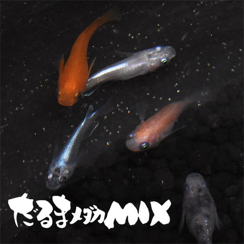 だるま系メダカMIX(半だるま＆ショートボディ)(だるまめだかみっくす) 指宿(いぶすき)メダカ 成魚10匹