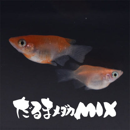 だるま系メダカMIX(半だるま＆ショートボディ)(だるまめだかみっくす) 指宿(いぶすき)メダカ 成魚10匹