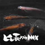 ヒレ長メダカMIX(ひれながめだかみっくす) 指宿(いぶすき)メダカ 成魚5匹