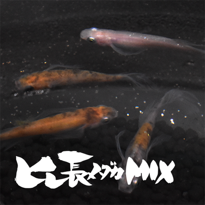 【稚魚】ヒレ長メダカMIX(ひれながめだかみっくす) 指宿(いぶすき)メダカ 稚魚10匹