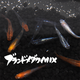 ブランドメダカMIX(ぶらんどめだかみっくす) 指宿(いぶすき)メダカ 成魚10匹