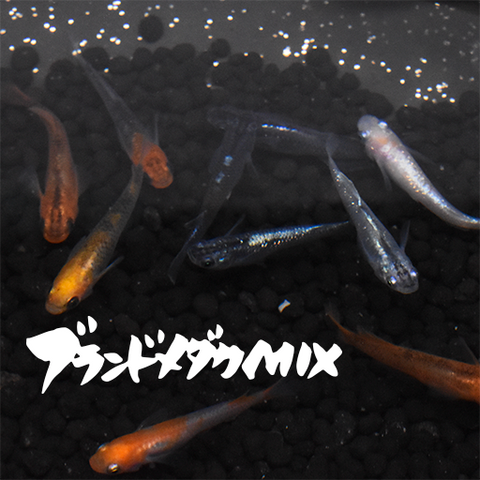 ブランドメダカMIX(ぶらんどめだかみっくす) 指宿(いぶすき)メダカ 成魚10匹