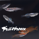 ブランドメダカMIX(ぶらんどめだかみっくす) 指宿(いぶすき)メダカ 成魚10匹